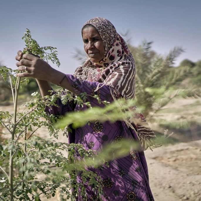 Tchad sécurité alimentaire et agriculture femmes